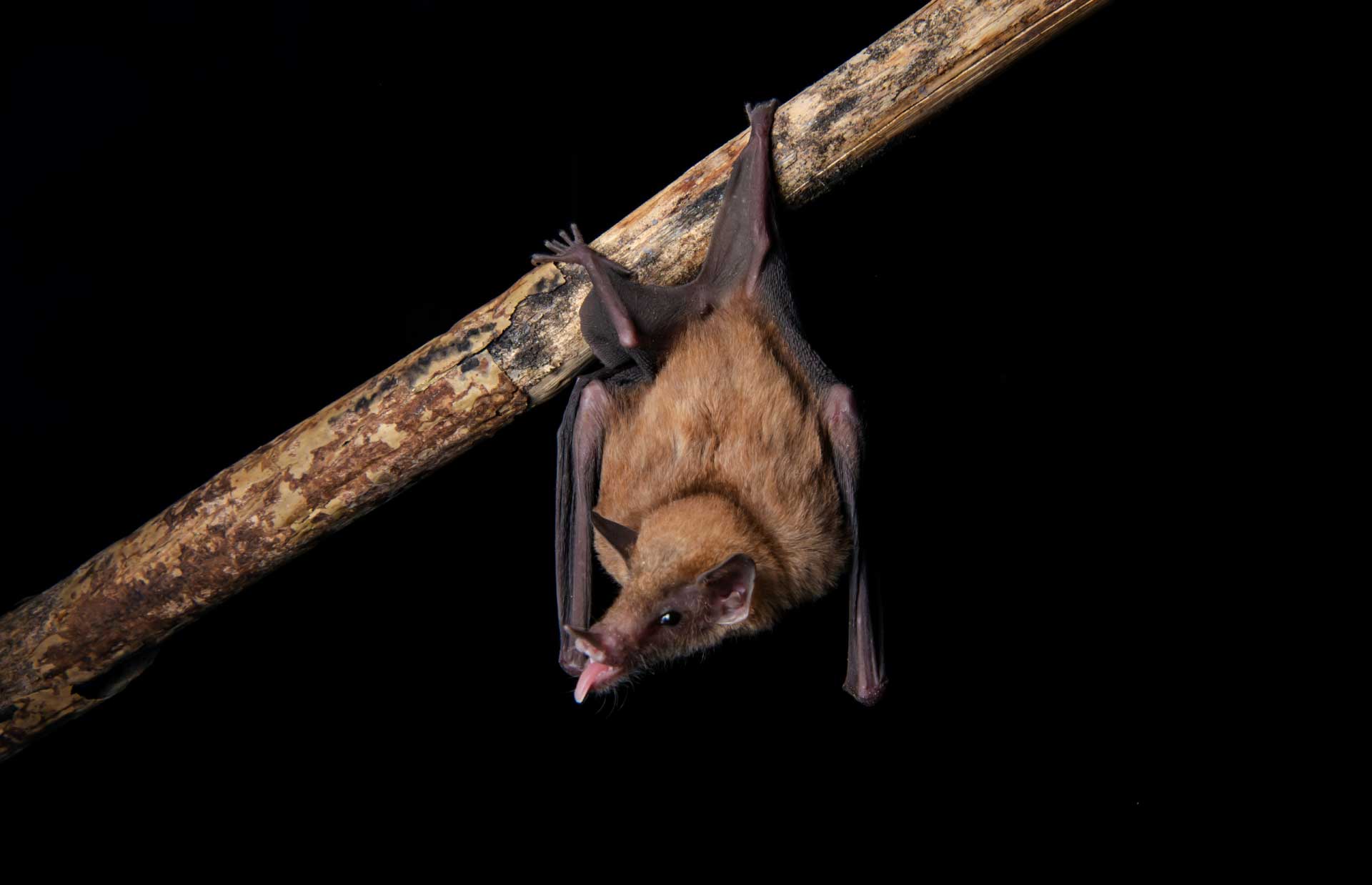 Murciélago nectarívoro de Handley (Lonchophylla handley) capturado por el grupo de mastozoología. Foto: Rubén Jarrín/ ComCienCia