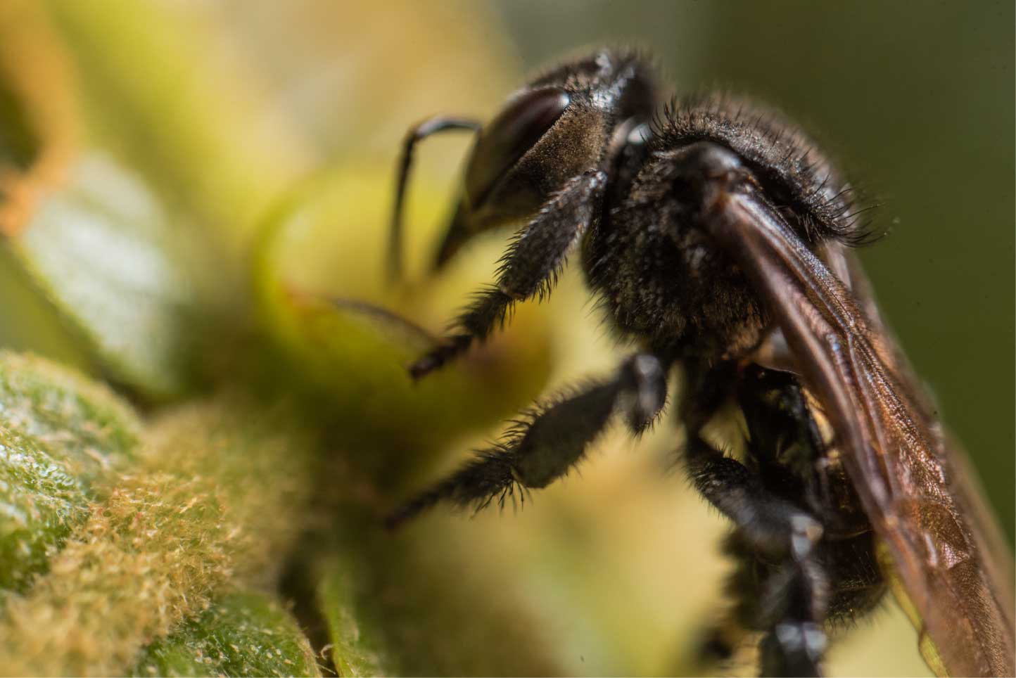 De 5.5 millones de especies de insectos en la Tierra, el 72% (3.9 millones) son tropicales. Foto: Esteban Baus / Comciencia