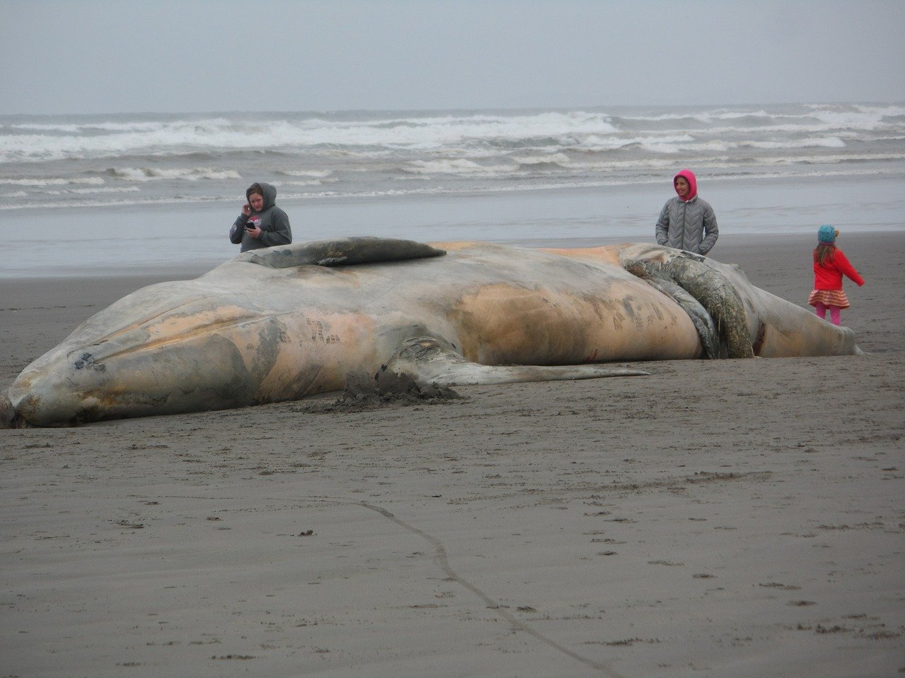 Los animales de mayor tamaño como ballenas y tiburones son los más afectados por los macroplásticos. En 2018, una ballena fue hallada en una playa de Murcia-España, cuando se realizó la autopsia del cetáceo de 10 metros, se encontró que 29 kilos de plástico estaban bloqueando su sistema digestivo, provocando infección y posteriormente su muerte. Foto: Allen Silverthorne en Pixabay 