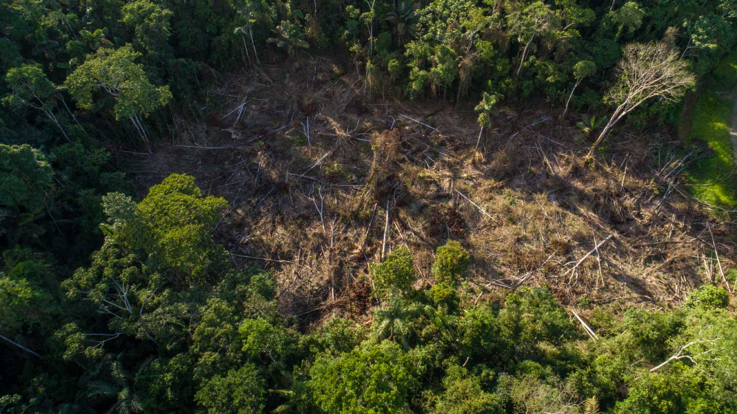 El cambio climático, contaminantes, pesticidas y hasta especies invasoras son las amenazas de los insectos tropicales. Foto: Esteban Baus / Comciencia