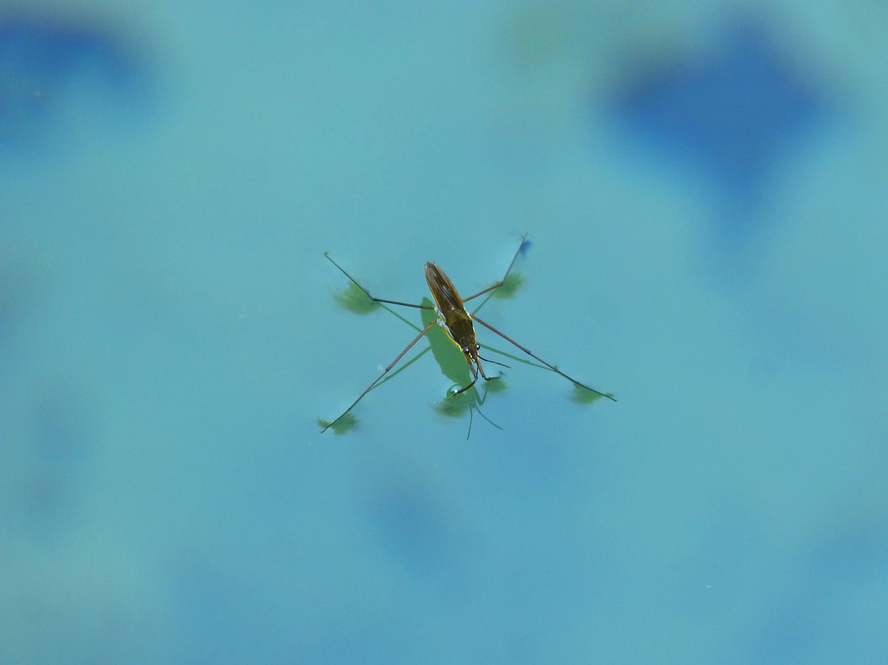 Insectos acuáticos mejoran la calidad del agua al filtrar partículas suspendidas. Foto: Rubén Jarrín / Comciencia