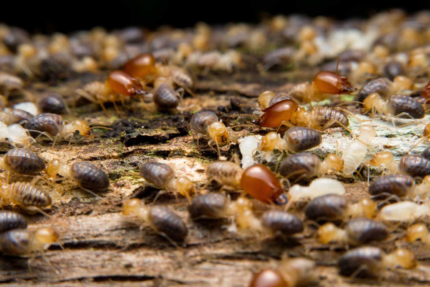 Aún no se puede establecer con claridad cuáles son los roles de los insectos en los servicios de descomposición ya que este proceso depende de más factores, sin embargo, se sabe que son movilizadores tropicales de nutrientes. Foto: Esteban Baus / Comciencia