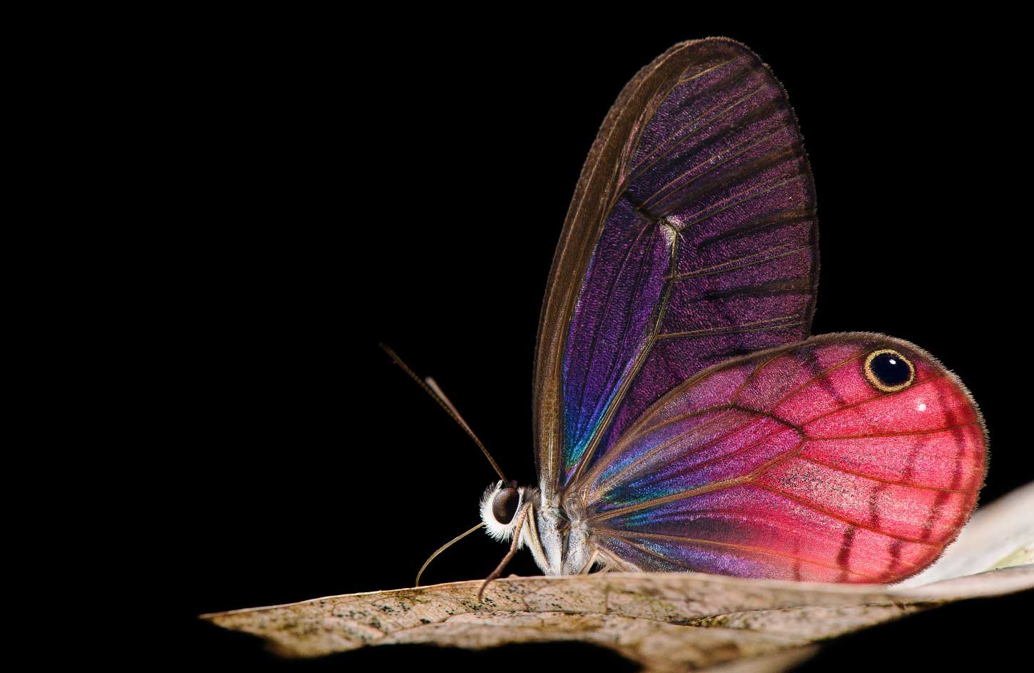 Los invertebrados no se incluyen en la planificación de la conservación de especies. 